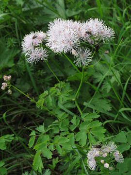 Image of Thalictrum aquilegiifolium