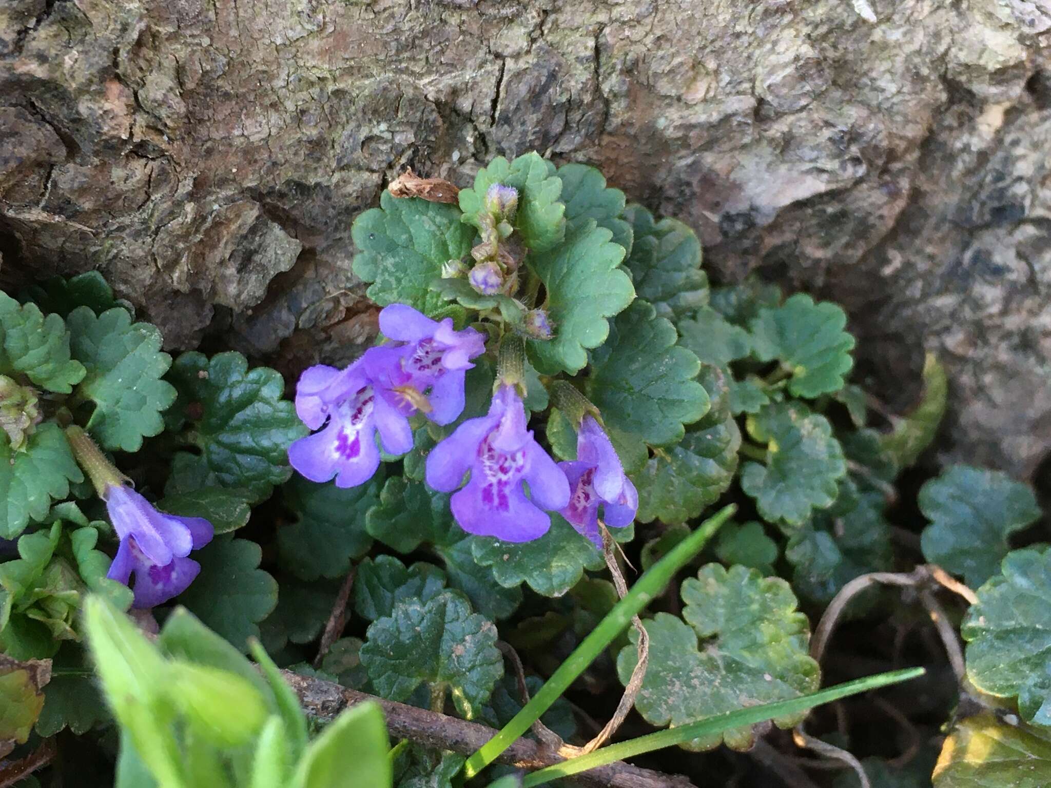 Image of Ground ivy