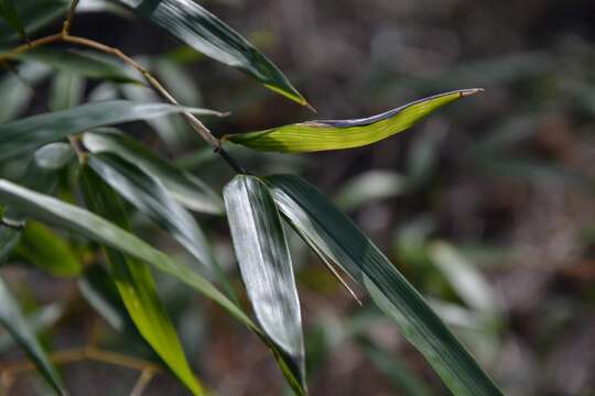 Bambusa vulgaris Schrad. ex J. C. Wendl. resmi