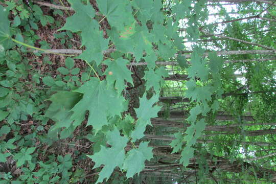 Image of sugar maple