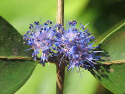 Слика од Memecylon umbellatum Burm. fil.