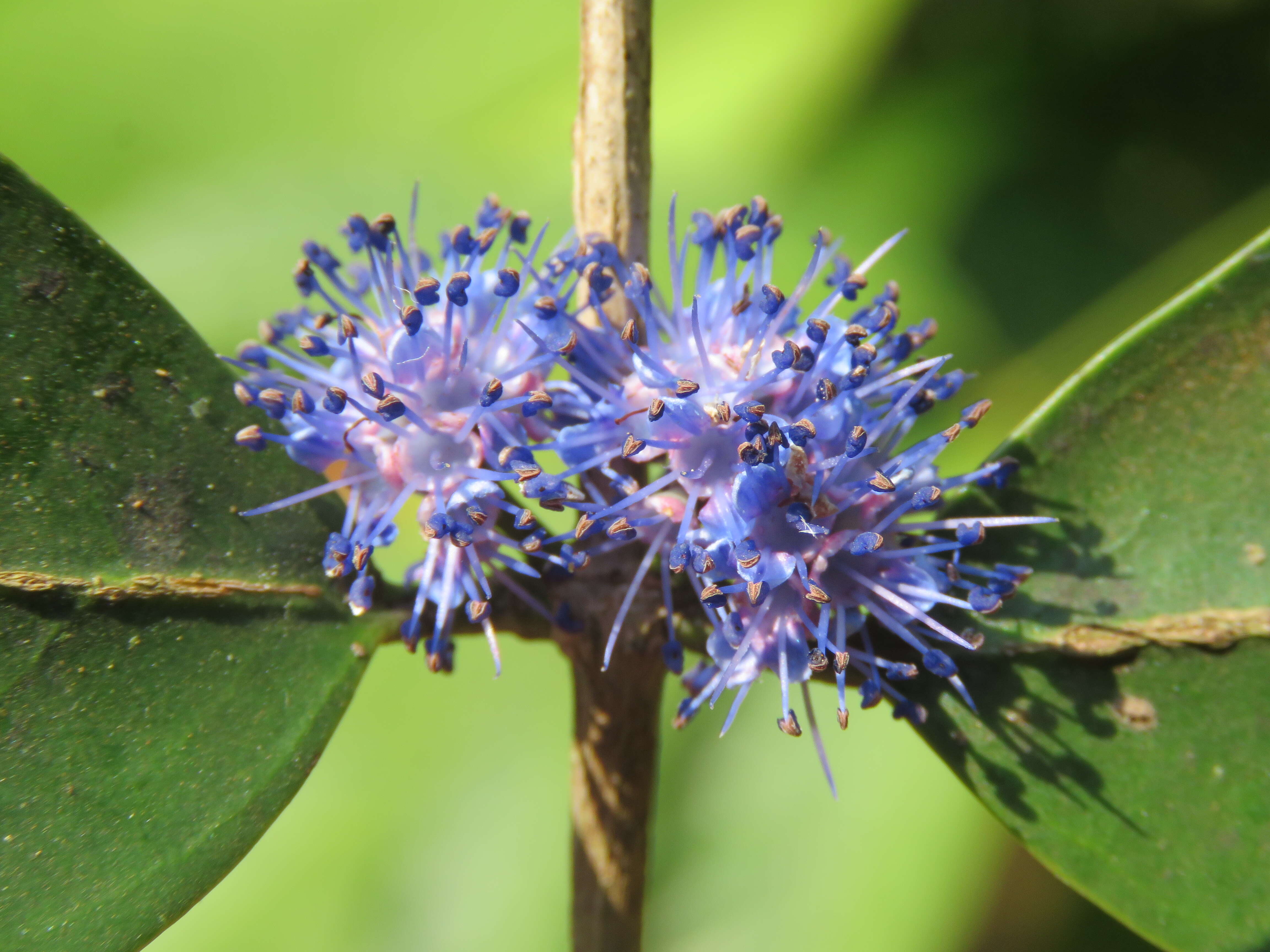 Слика од Memecylon umbellatum Burm. fil.