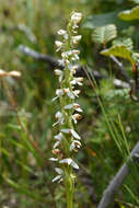 Image of Tall white bog orchid