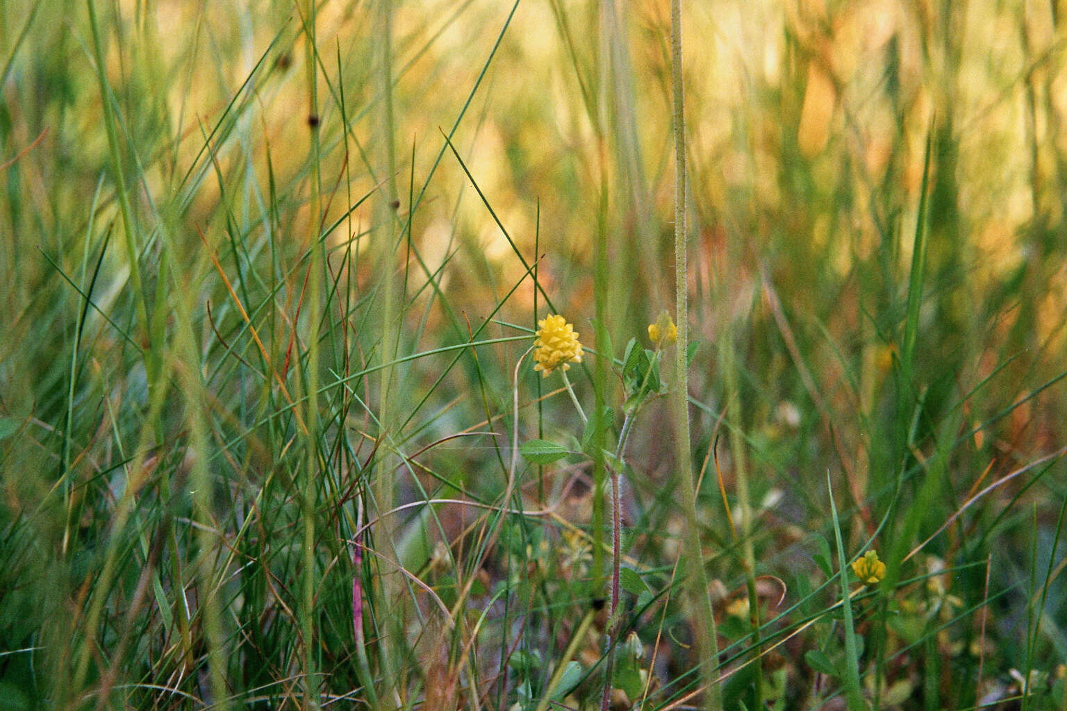 Image of field clover