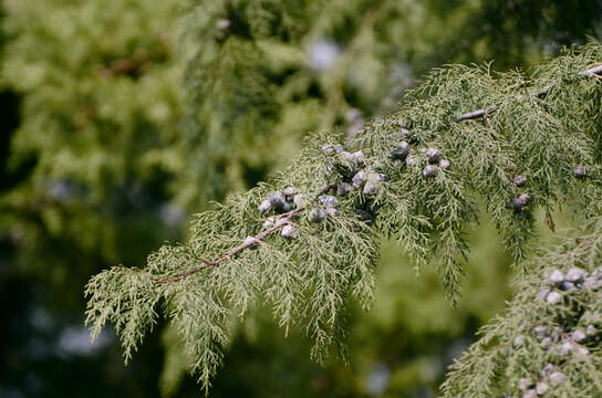 Image of Himalayan Cypress