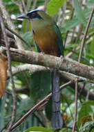 Image de Motmot caraïbe