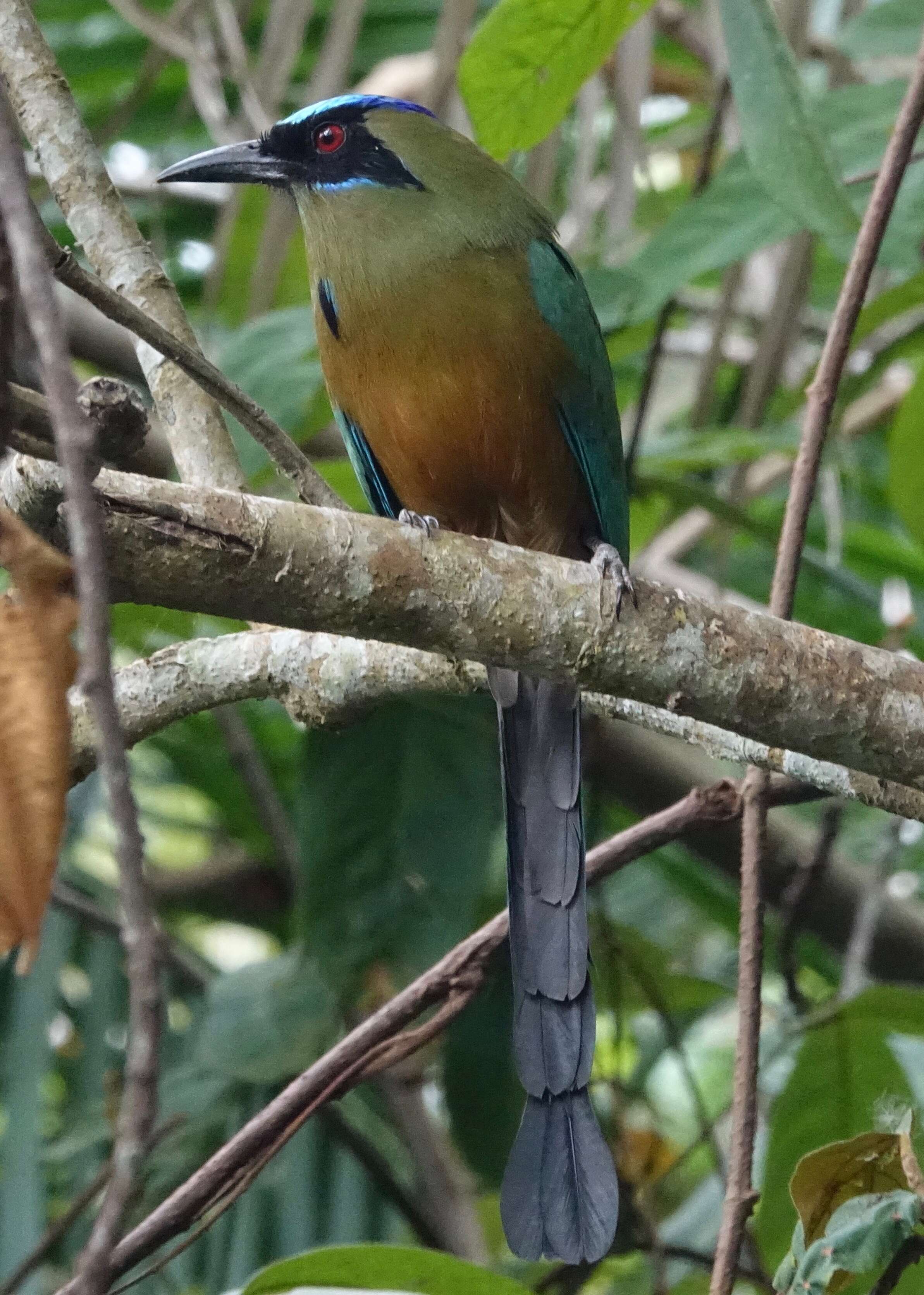 Image de Motmot caraïbe