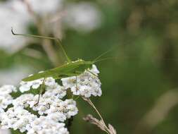 Image of sickle-bearing bush-cricket