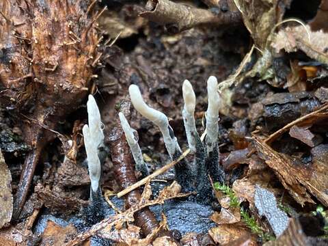 Image of Candle-snuff Fungus