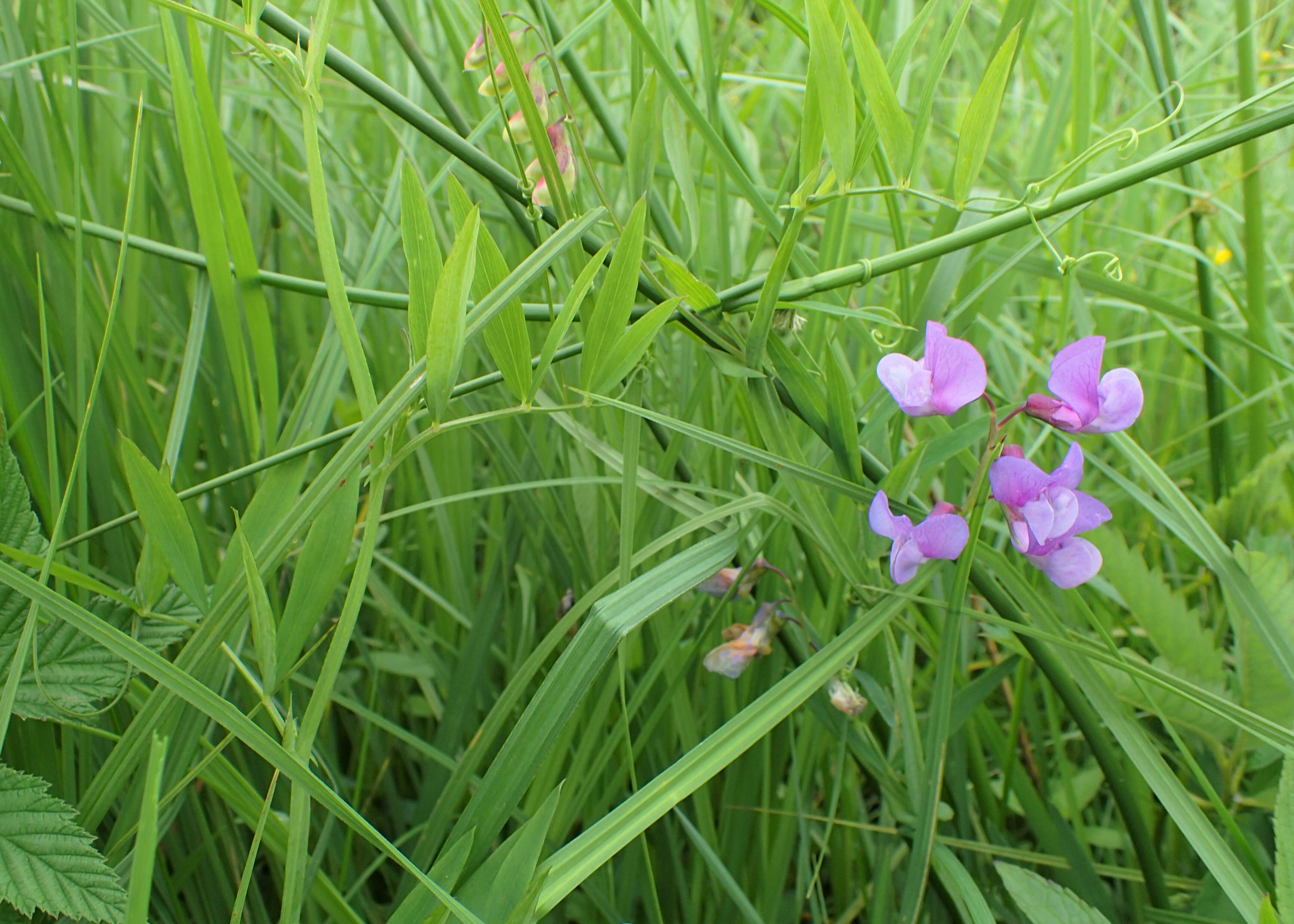 Imagem de Lathyrus palustris L.