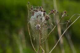 Image of Nursery-web spider