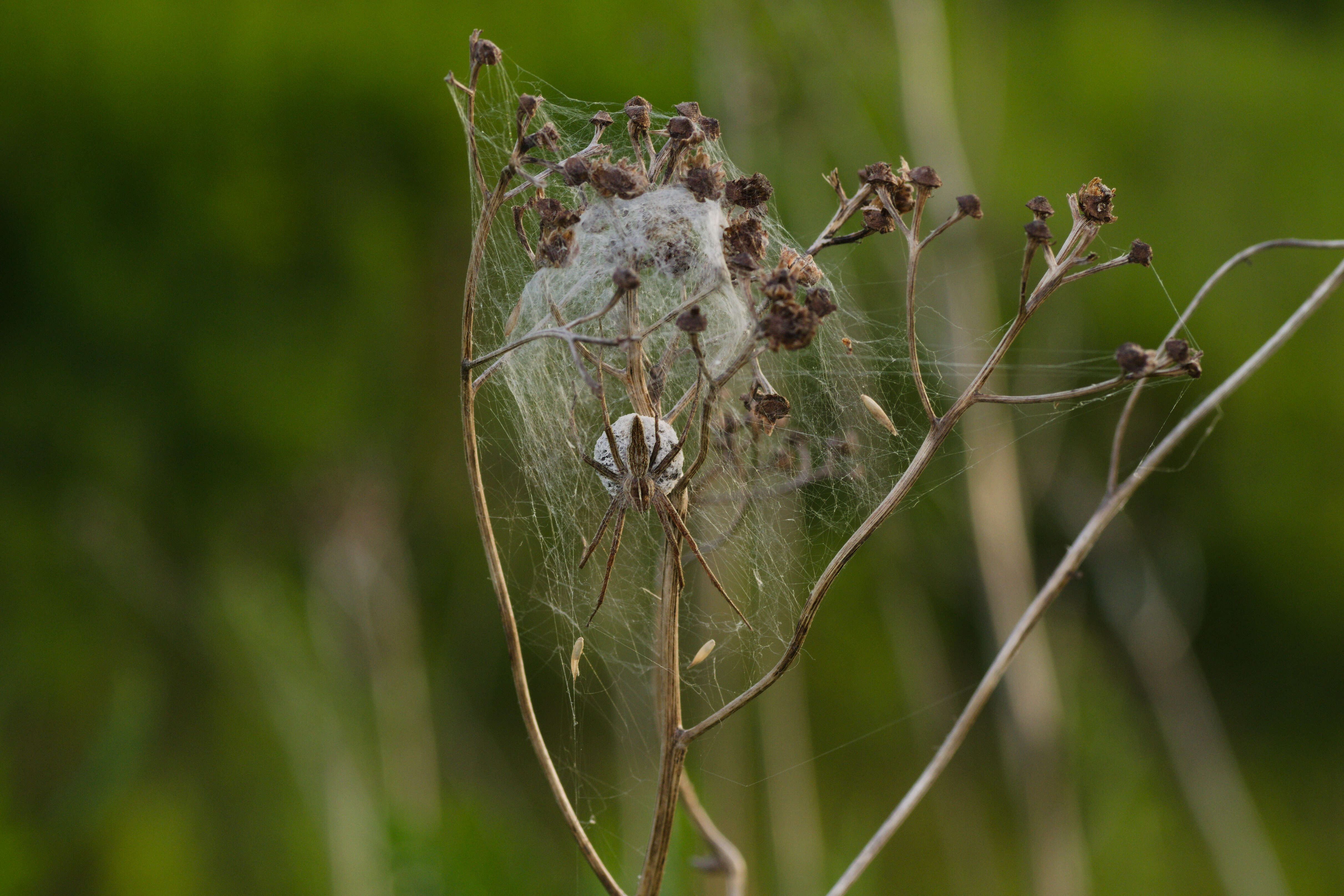 Image of Nursery-web spider