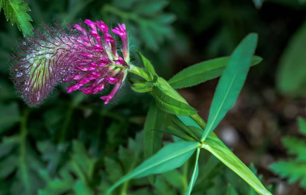 狐尾车轴草的圖片