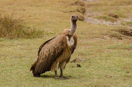 Image of White-backed Vulture