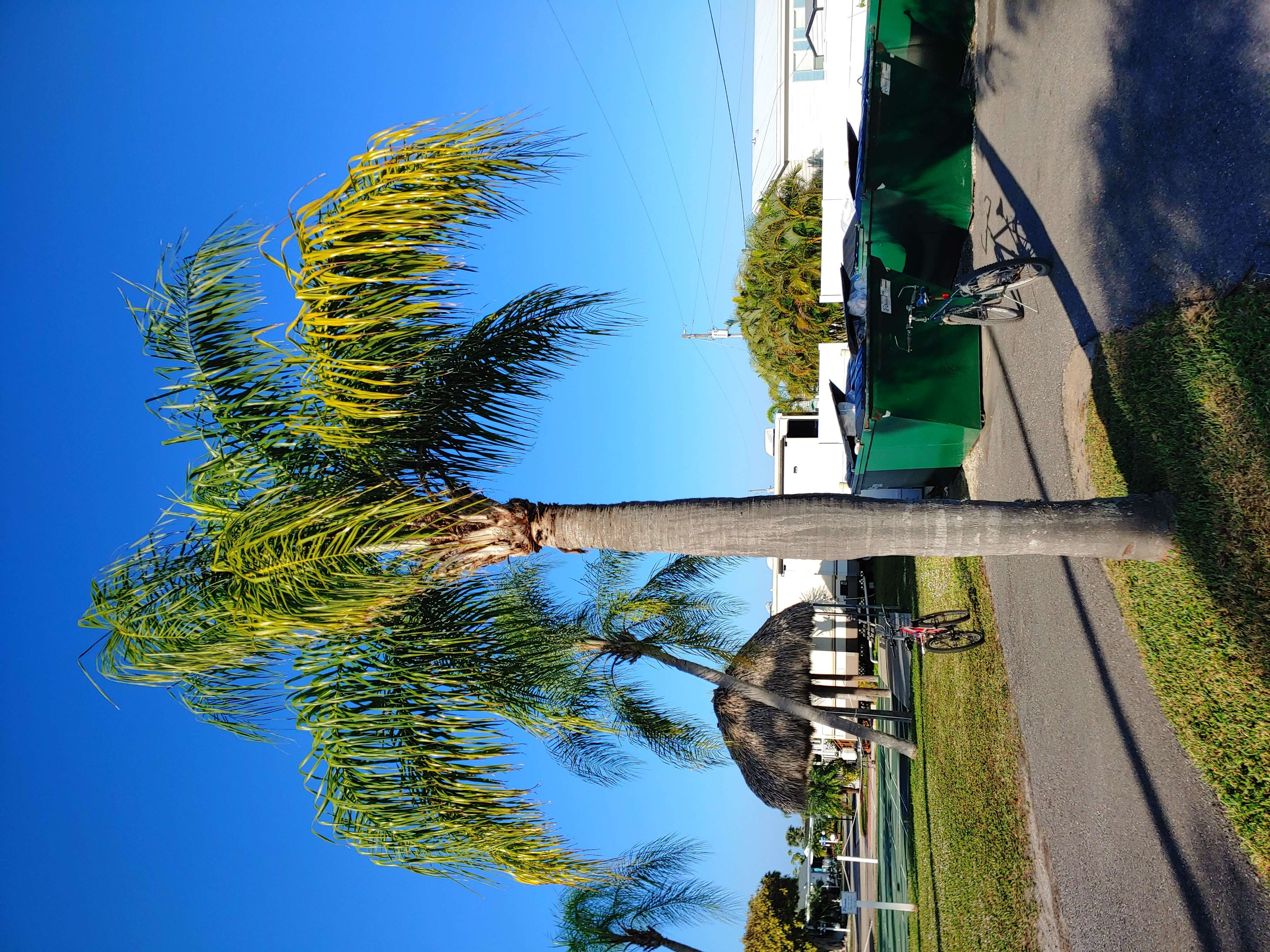 Image of queen palm