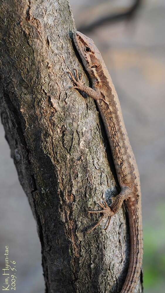 Takydromus amurensis (Peters 1881) resmi