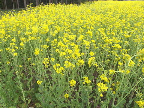 Image of Brassica rapa subsp. oleifera