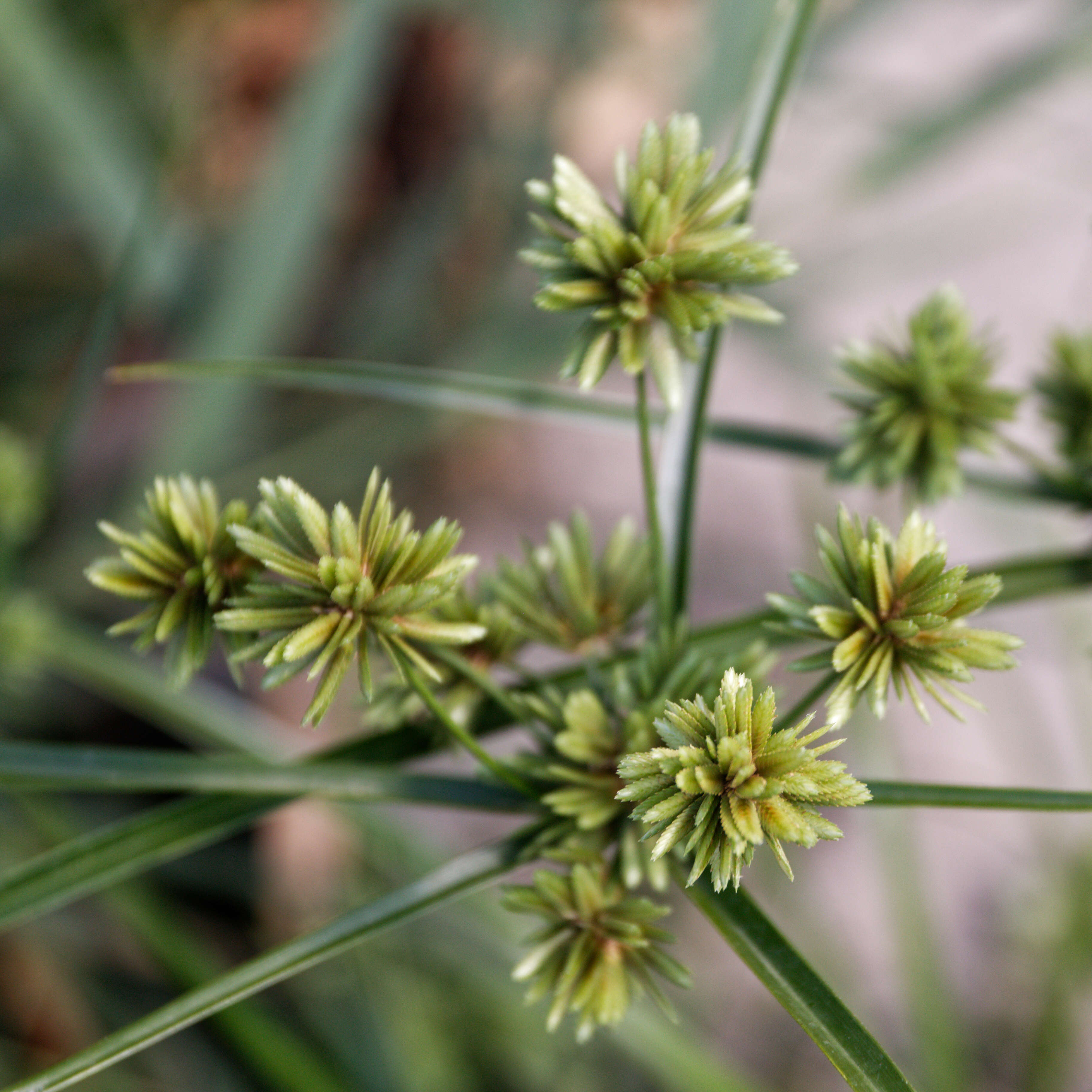 Image of Tall flatsedge