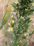 Image of Upright Flax