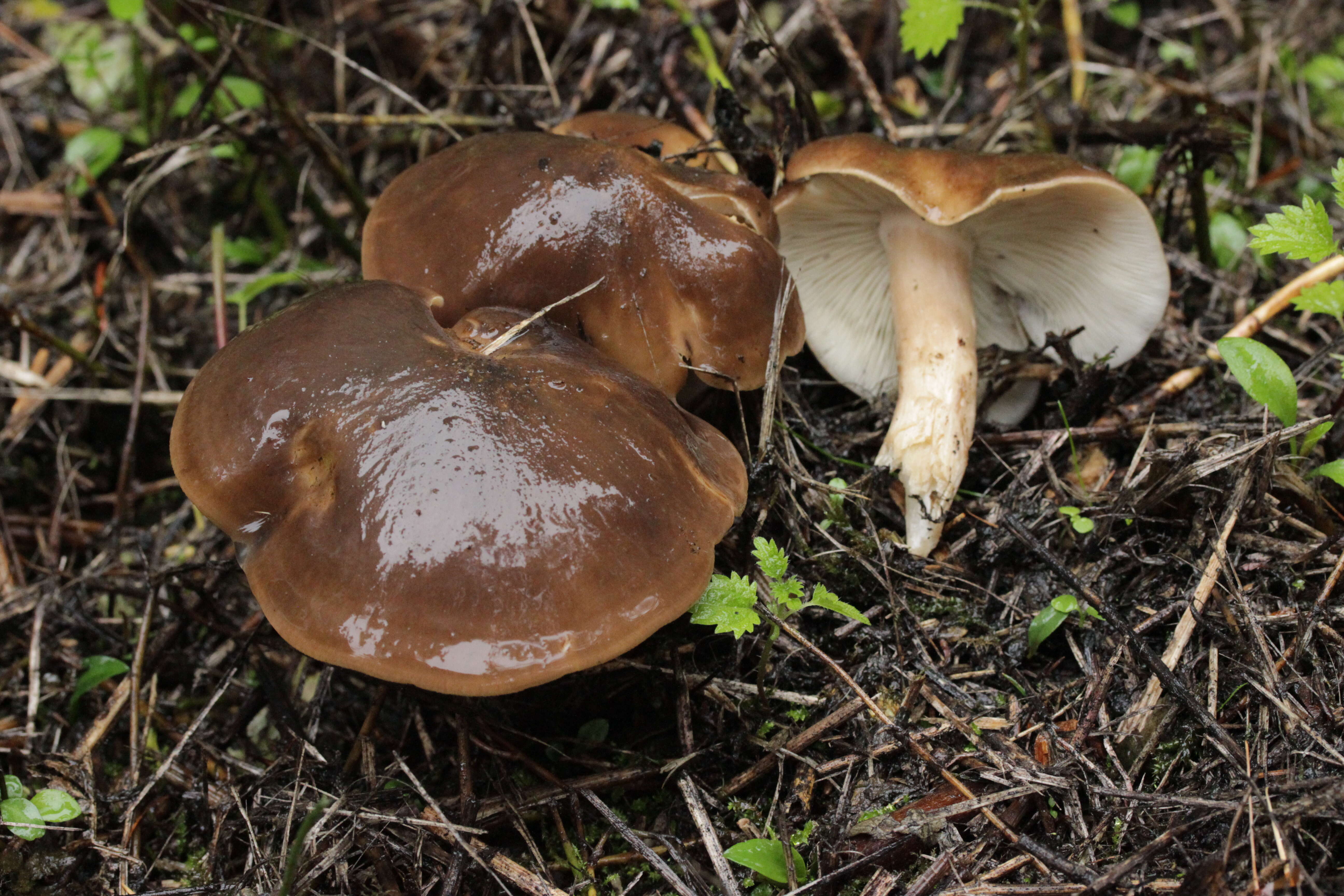 Image of Lyophyllum decastes (Fr.) Singer 1951