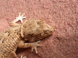 Image of Helmeted gecko