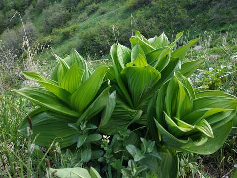 Image of false hellebore