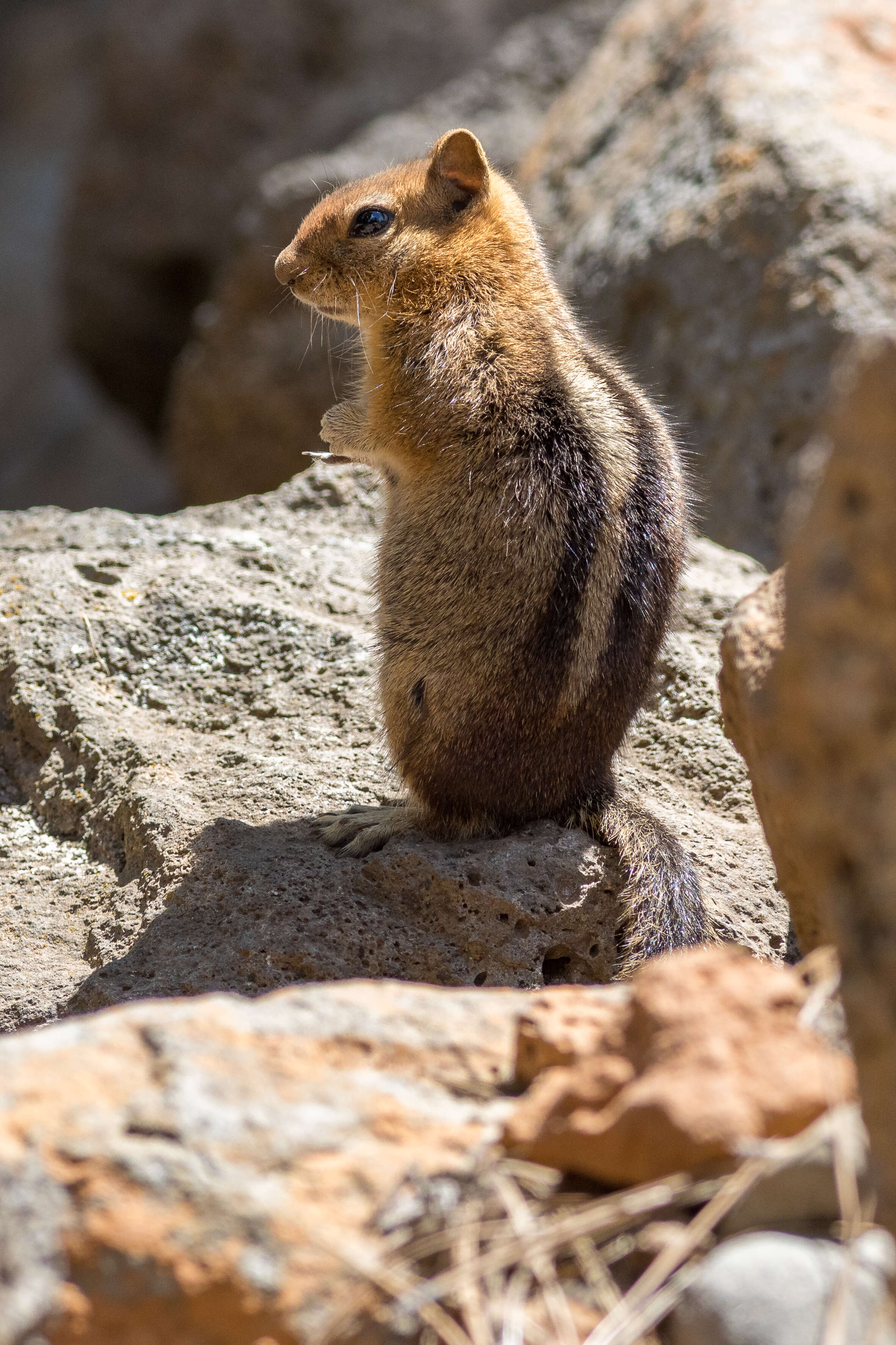 Callospermophilus Merriam 1897 resmi