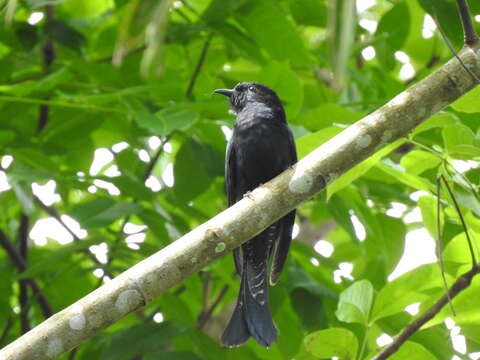 Image of Black Drongo