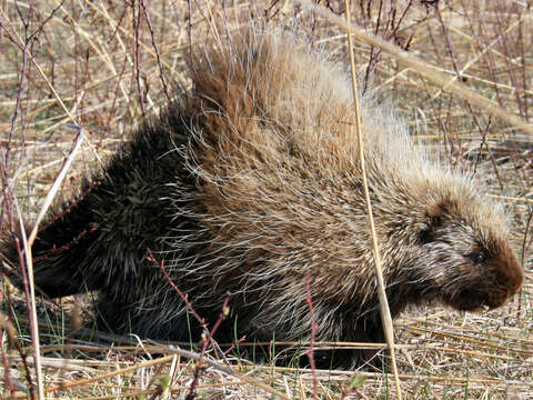 Image of Erethizon dorsata