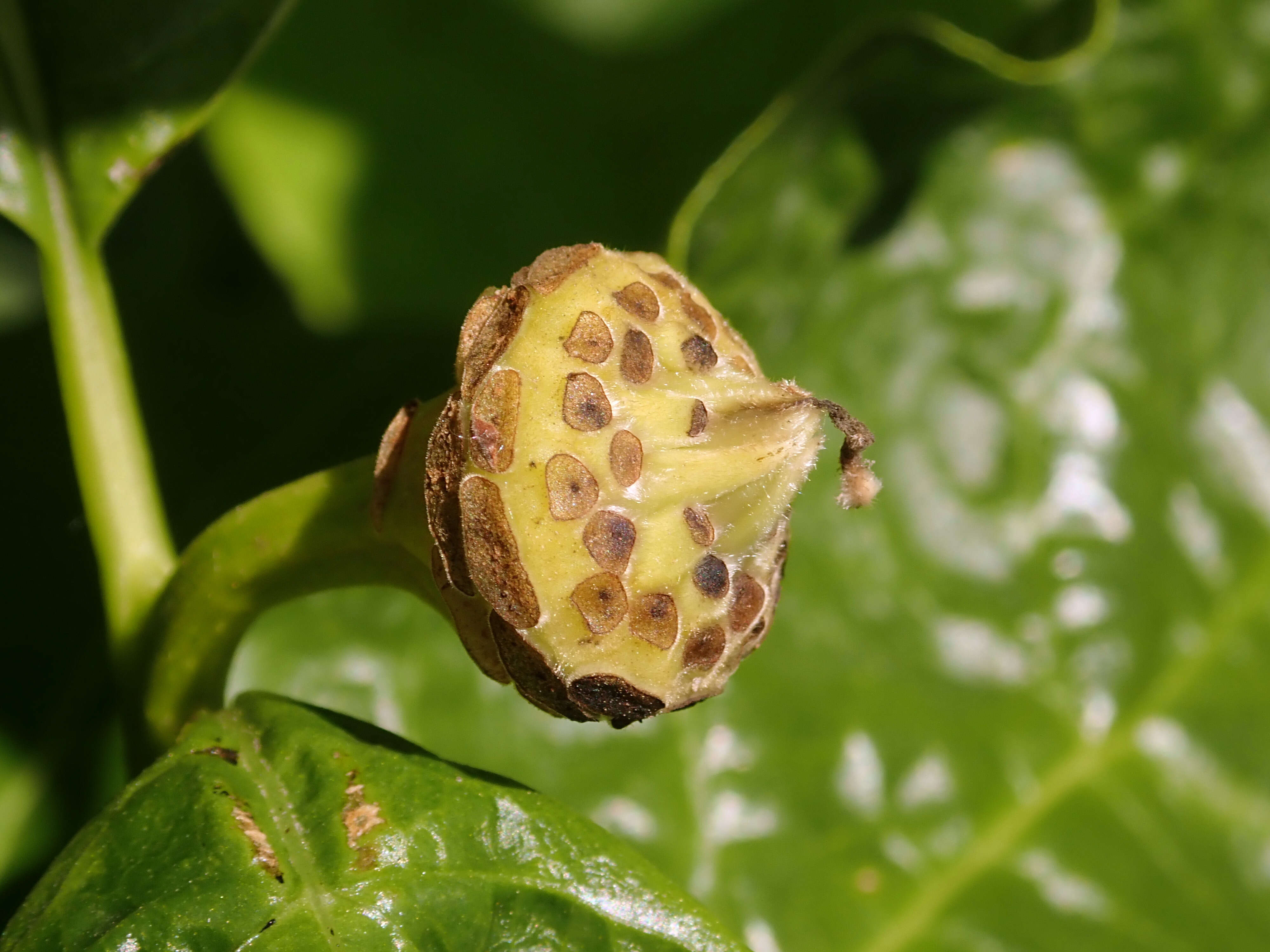 Image de Calycanthus chinensis Cheng & S. Y. Chang