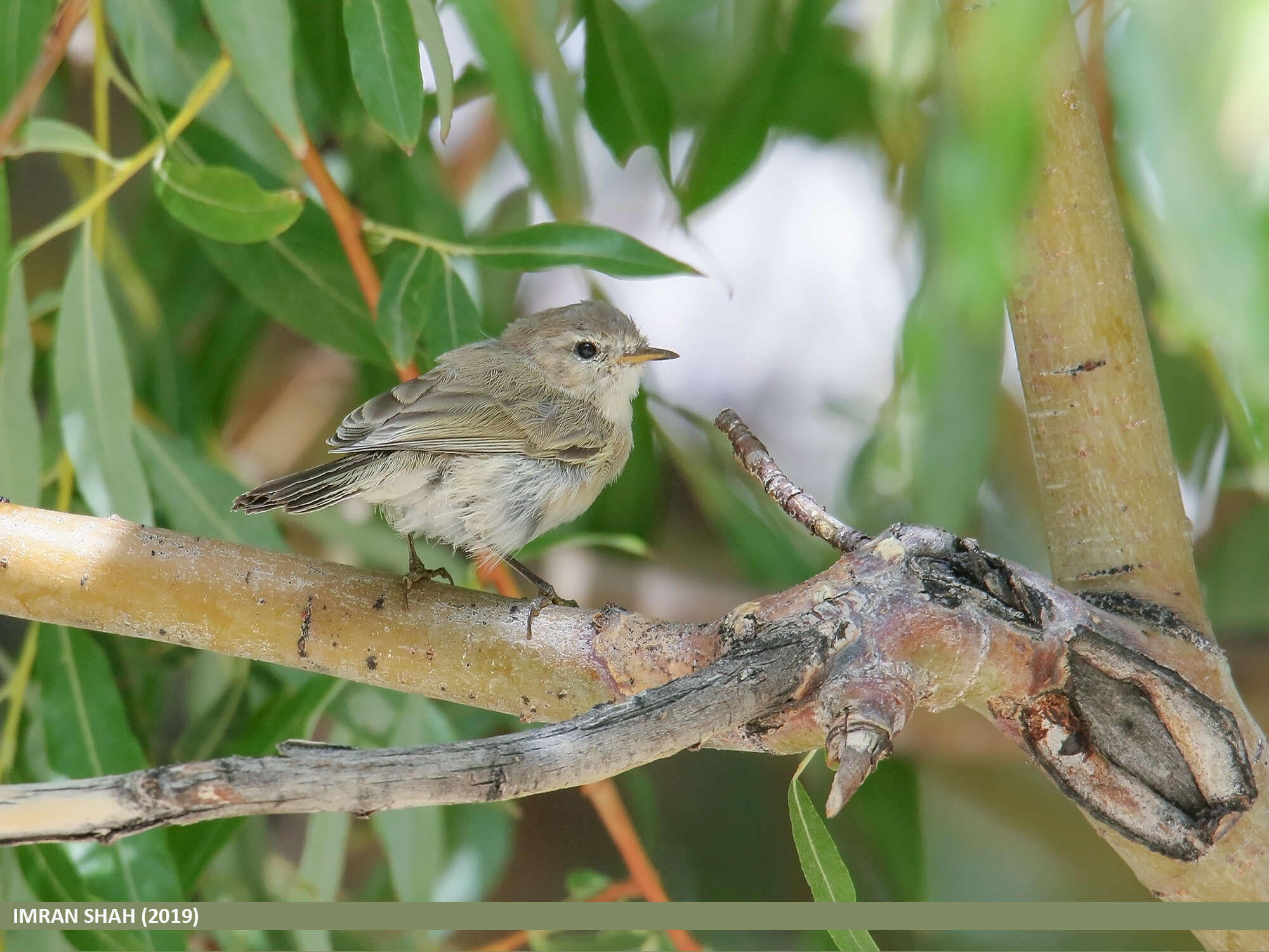 Image of Siberian Chiffchaff