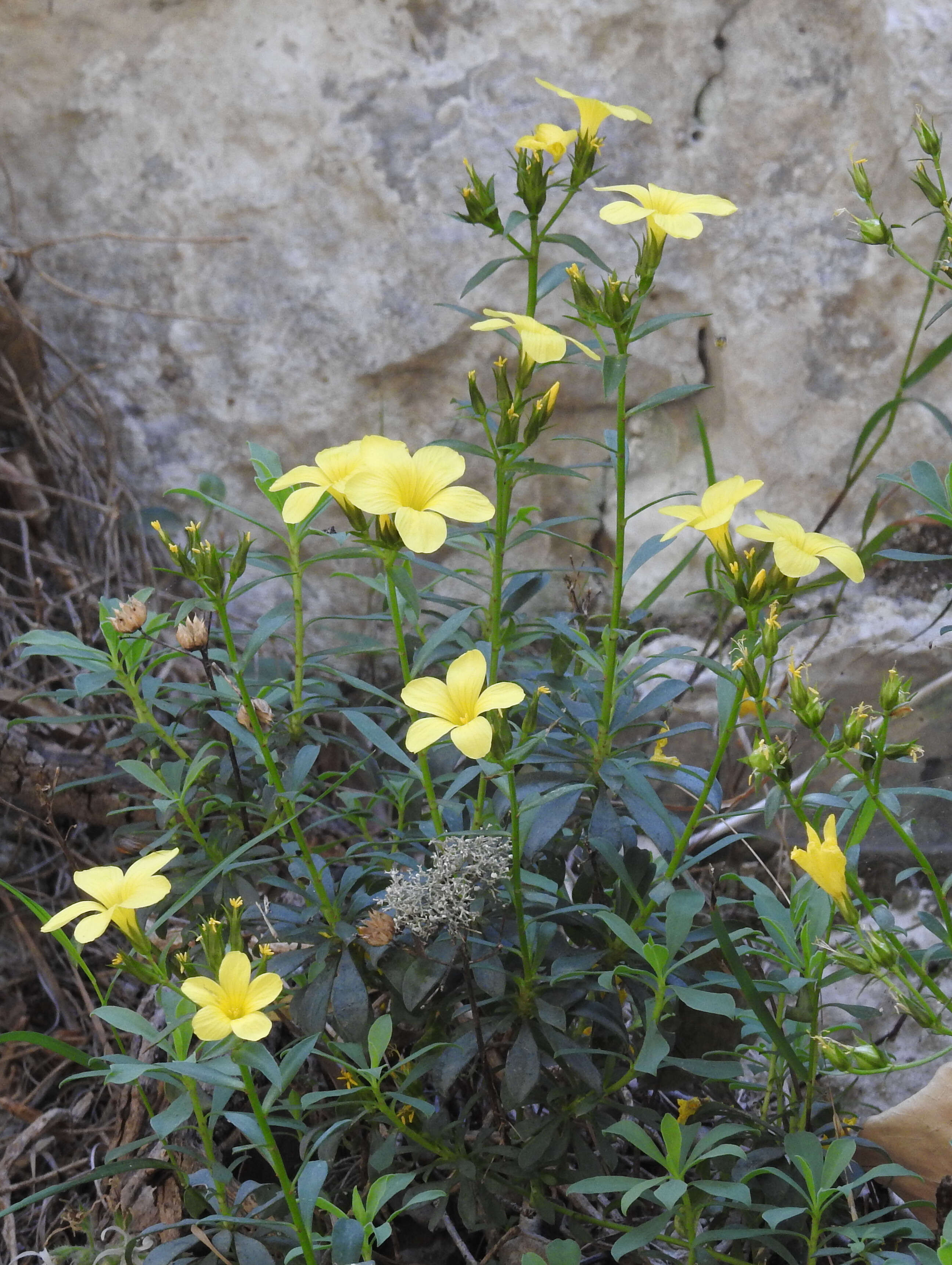 Image of flax