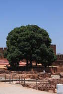 Image of Nettle Tree