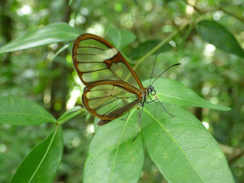 Image of Glass Wing