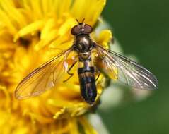 Image of Banded Meliscaeva