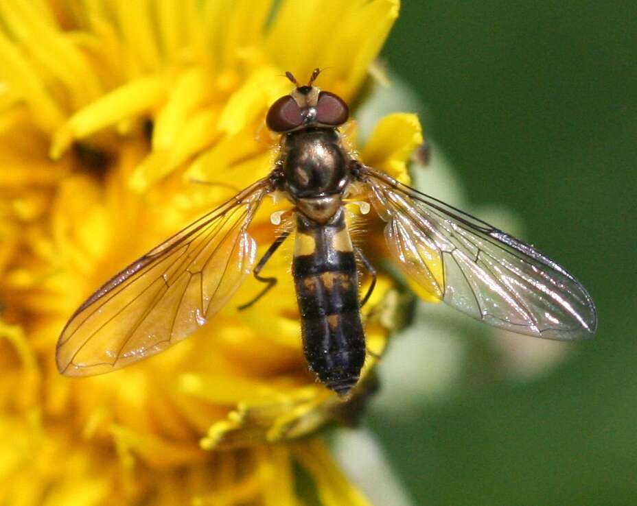 Image of Banded Meliscaeva