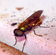 Image of Soldier fly