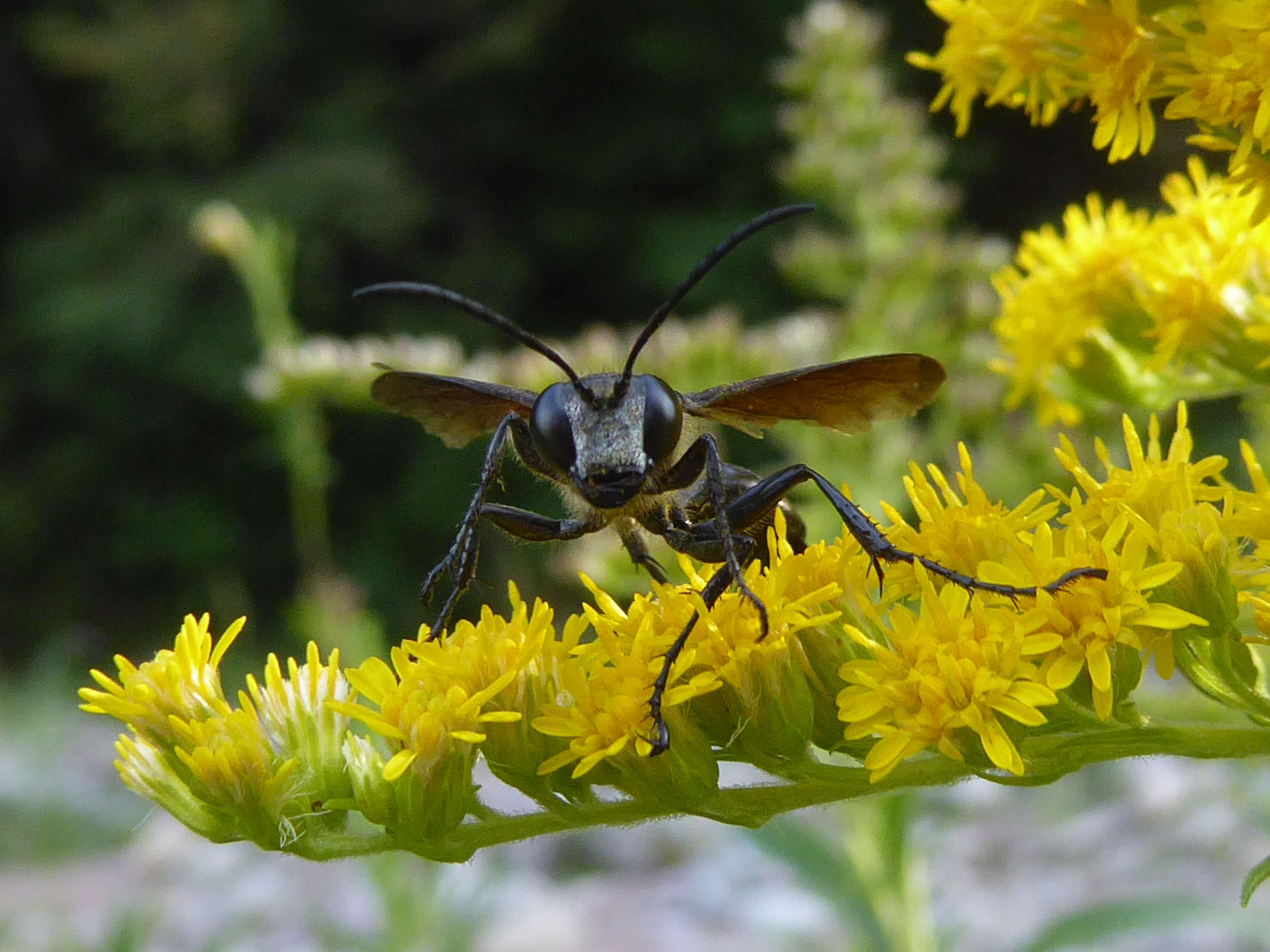 Image of Mud dauber