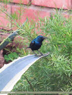 Image of Purple Sunbird