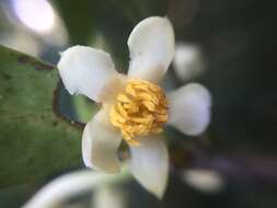 Image of Ternstroemia gymnanthera (Wight & Arn.) Sprague