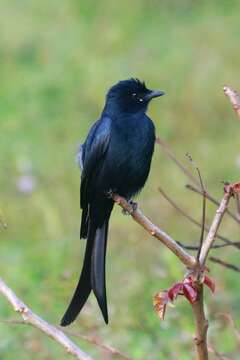 Image of Black Drongo