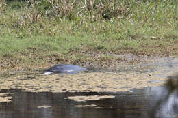 Image of Indian Peacock Softshell Turtle