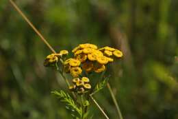 Image of common tansy