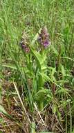 Dactylorhiza incarnata (L.) Soó resmi