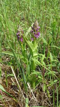 Dactylorhiza incarnata (L.) Soó resmi