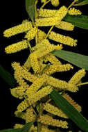 Imagem de Acacia longifolia (Andrews) Willd.