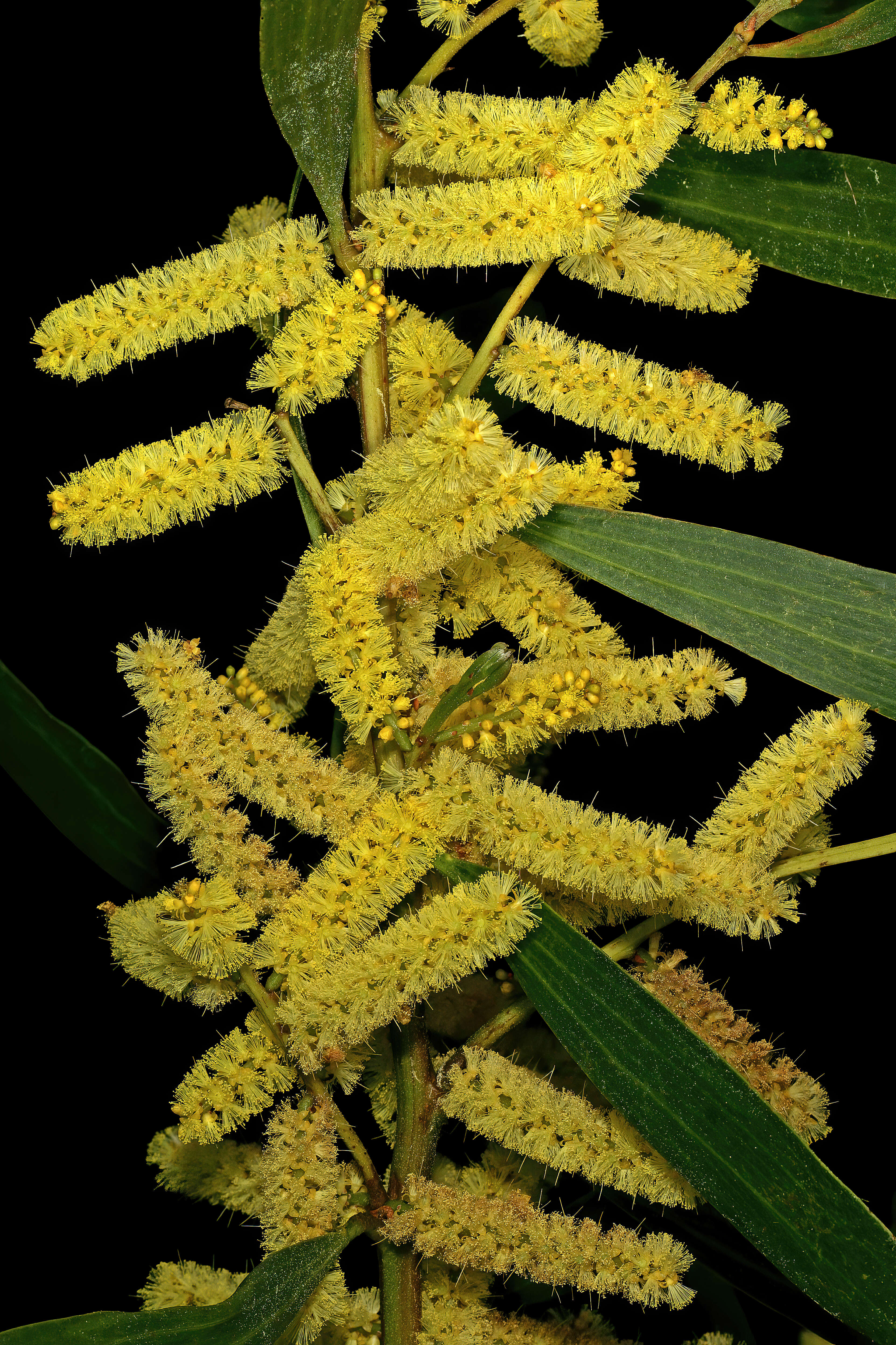 Imagem de Acacia longifolia (Andrews) Willd.