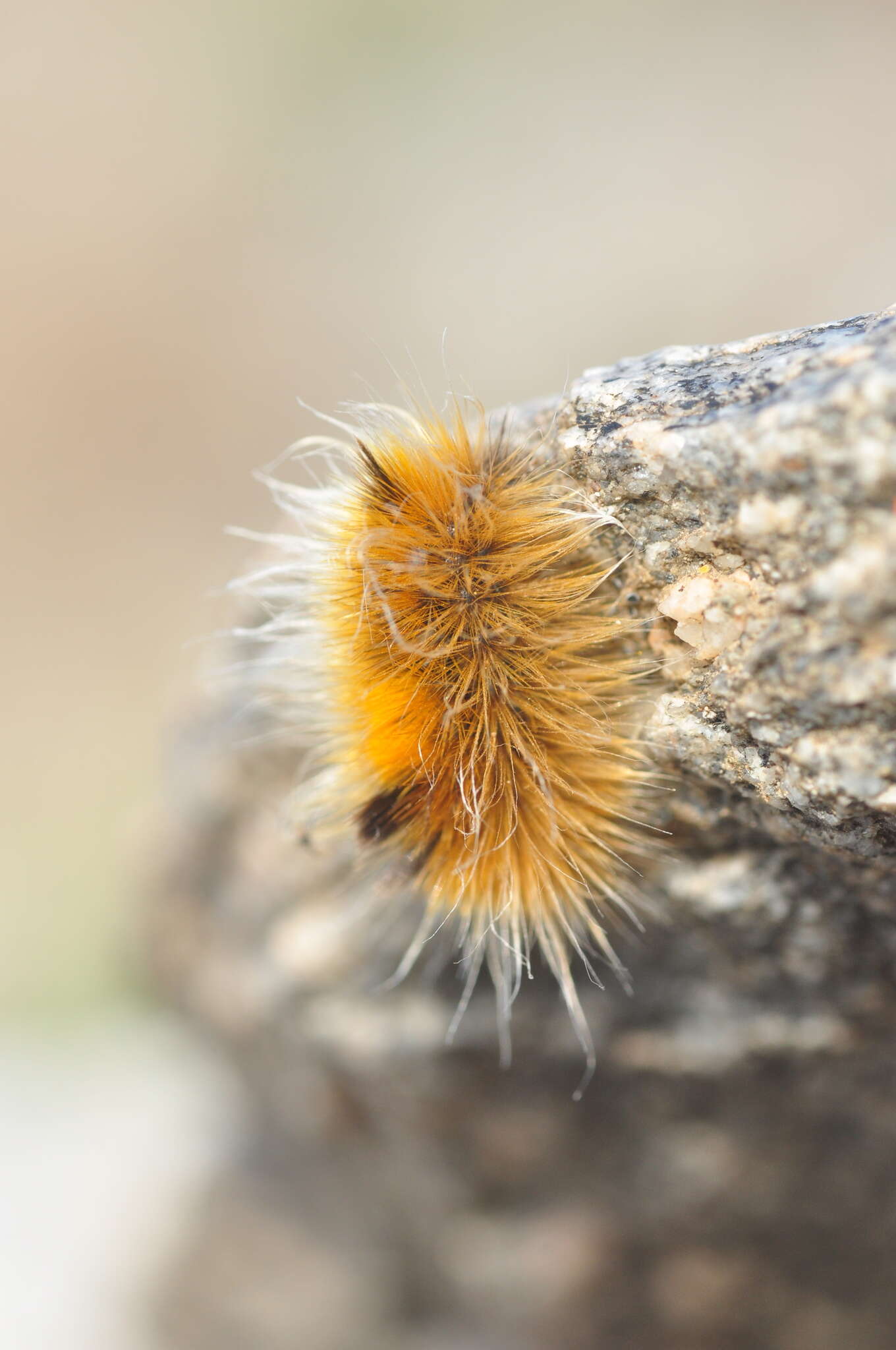 Image of Arctic Wooly-Bear Caterpillar