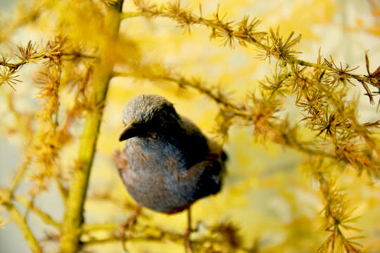 Image of Brown-eared Bulbul