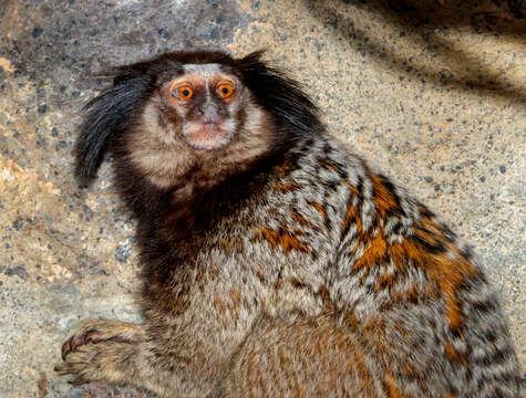 Image of Black-pencilled Marmoset